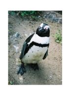 164363_proud_penguin.jpg